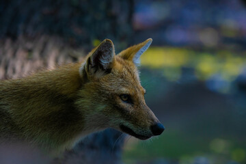 Close-up of a golden jackal captured in Keoladeo National Park, Rajasthan, showcasing the beauty and adaptability of this elusive predator, a true reflection of India's diverse wildlife.