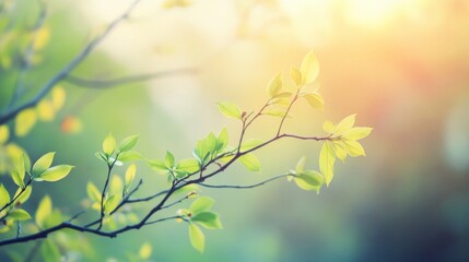 Obraz premium Delicate willow branches in fresh green, soft morning light, serene and minimalist Qingming Festival scene.