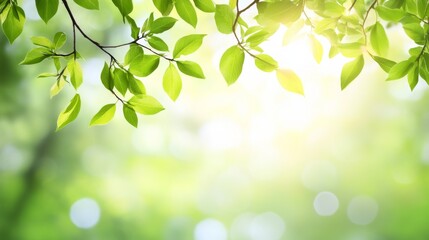 Delicate willow branches in fresh green, soft morning light, serene and minimalist Qingming Festival scene.