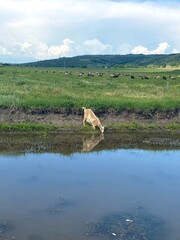 cows in the river