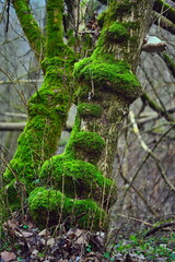 Grzyby rosnące na obumarłych drzewach i pniach © grzegorz