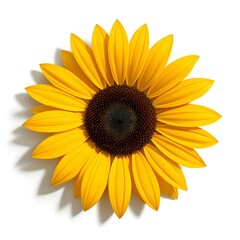 Fototapeta premium Close-up, overhead view of a single sunflower. Bright, vibrant yellow petals radiate outwards from a central, dark brown disc. Distinct, detailed, and symmetrical arrangement of petals. 