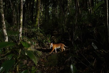 Obraz premium A Tasmanian tiger prowling through dense rainforest undergrowth, its striped coat blending with shadows