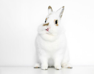 A cute Dwarf rabbit sticking its tongue out