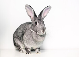 A pet Giant Chinchilla Rabbit with large ears