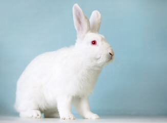 A domesticated white rabbit with red eyes