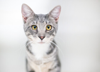 A gray tabby shorthair cat with yellow eyes