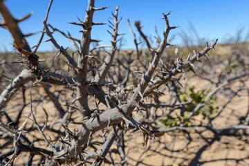 A thorny devil blending into the arid landscape of the Outback, its spiky body adapted for desert life.