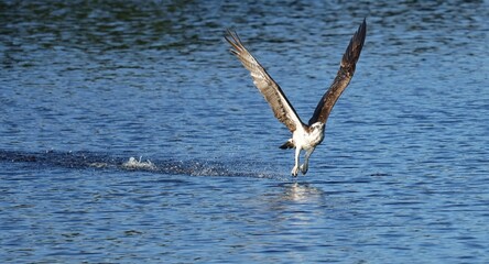 Amazing Gorgeous Osprey Talon Drag to Clean Up After Hunting and Feeding Chicks Flamingo Marina Everglades National Park