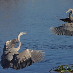 Great Blue Heron Flight