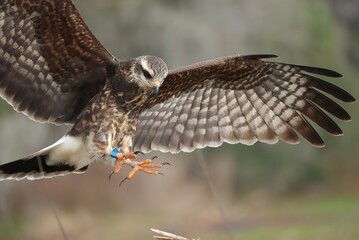 Endangered Snail Kite Evolutionary Wonder Paynes Prairie Florida K15