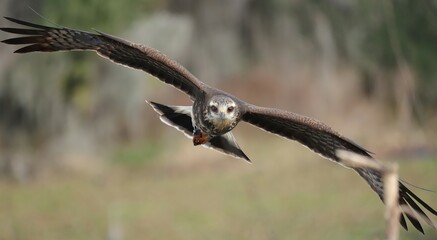 Endangered Snail Kite Evolutionary Wonder Paynes Prairie Florida K15