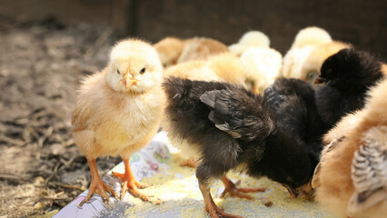 we are growing toughener