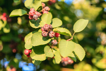 A tree with blue berries on it