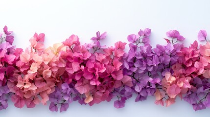 Vibrant Display of Pink and Purple Flowers in a Lush Garden Setting Bathed in Warm Sunlight Capturing the Essence of Seasonal Beauty and Natural Elegance in Full Bloom