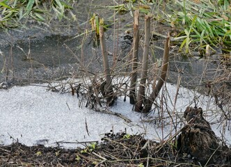 Eingefrorene Pflanzen am Teich