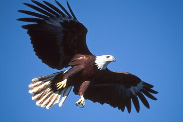 Fototapeta premium A wedge-tailed eagle soaring high in a cloudless blue sky, wings outstretched against the sunlight.