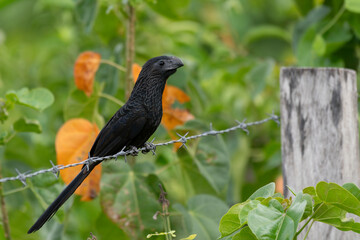 Groove-billed ani (Crotophaga sulcirostris)