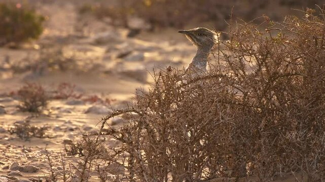 African houbara Chlamydotis undulata also Houbara bustard is relatively small bustard native to North Africa, where it lives in arid habitats, bird in the desert in Fuerteventura.