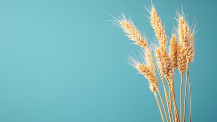 Golden wheat stems against bright blue background