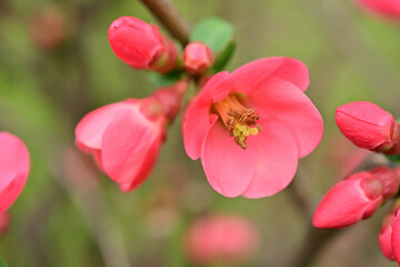 Obraz premium Macro shot of vibrant pink flowering quince blossoms on a branch, highlighting delicate petals and natural beauty in spring. 