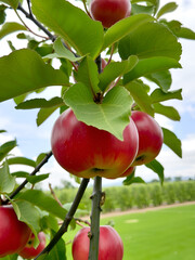 Red Delicious apples are the most popular type of apple worldwide.