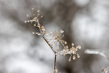Ice on A Plant in December