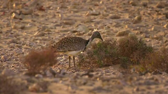 African houbara Chlamydotis undulata also Houbara bustard is relatively small bustard native to North Africa, where it lives in arid habitats, bird in the desert in Fuerteventura.