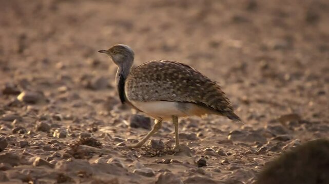 African houbara Chlamydotis undulata also Houbara bustard is relatively small bustard native to North Africa, where it lives in arid habitats, bird in the desert in Fuerteventura.