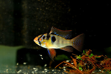 Ram Cichlid with Fry