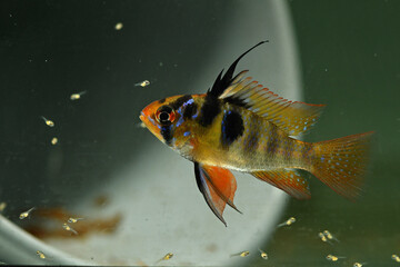 Ram Cichlid with Fry