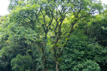 Brasilien, Pflanzen, Tiere, Landschaften, Wasser