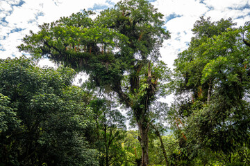 Brasilien, Pflanzen, Tiere, Landschaften, Wasser
