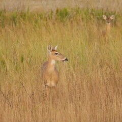 Rare sighting Deer in the Everglades