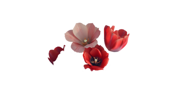 red tulip isolated on white