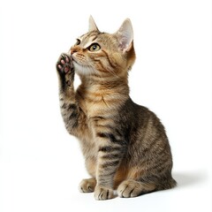 Fototapeta premium Adorable Tabby Kitten Sitting, Paw Raised, White Background