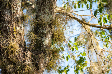 Brasilien, Pflanzen, Tiere, Landschaften, Wasser