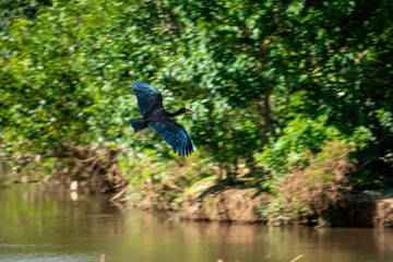 Brasilien, Pflanzen, Tiere, Landschaften, Wasser