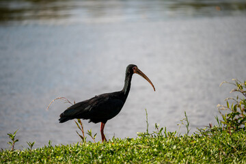 Brasilien, Pflanzen, Tiere, Landschaften, Wasser