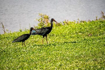 Brasilien, Pflanzen, Tiere, Landschaften, Wasser