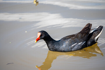 Brasilien, Pflanzen, Tiere, Landschaften, Wasser