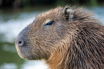 Brasilien, Pflanzen, Tiere, Landschaften, Wasser