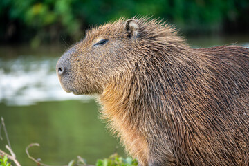 Brasilien, Pflanzen, Tiere, Landschaften, Wasser