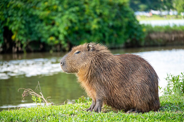 Brasilien, Pflanzen, Tiere, Landschaften, Wasser
