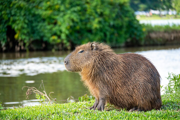 Brasilien, Pflanzen, Tiere, Landschaften, Wasser