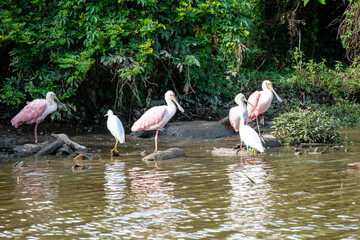 Brasilien, Pflanzen, Tiere, Landschaften, Wasser
