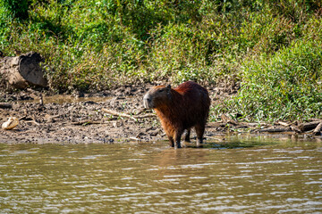 Brasilien, Pflanzen, Tiere, Landschaften, Wasser
