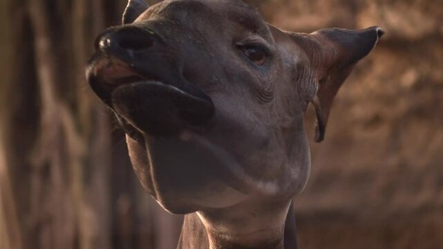 Closeup portrait of an okapi (Okapia johnstoni) chewing on a twig, on a sunny day