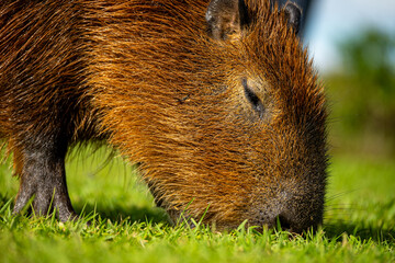 Brasilien, Pflanzen, Tiere, Landschaften, Wasser