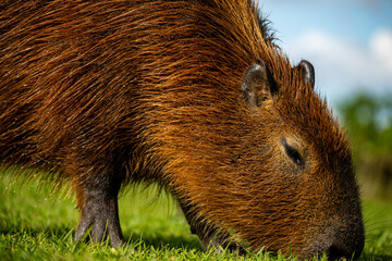 Brasilien, Pflanzen, Tiere, Landschaften, Wasser